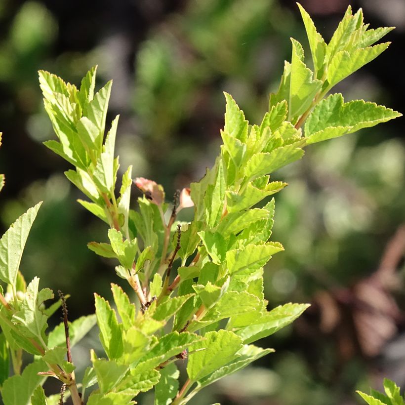 Physocarpus Opulifolius Raspberry Lemonade 'ZLEYel2' - Physocarpe à feuilles d'obier (Feuillage)