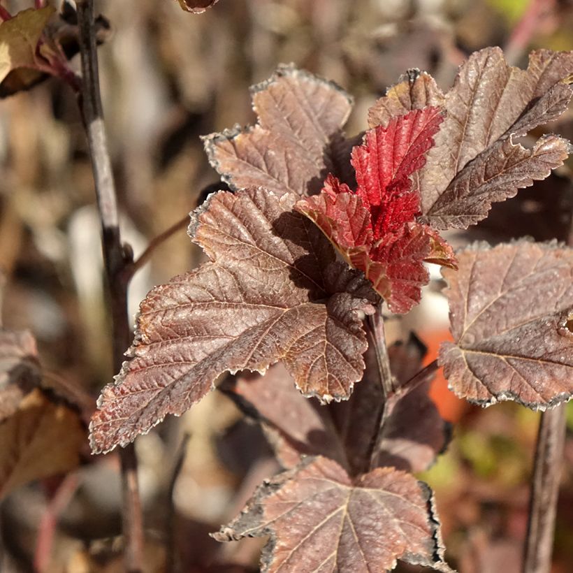 Physocarpus opulifolius Red Baron - Physocarpe à feuille d'obier (Feuillage)