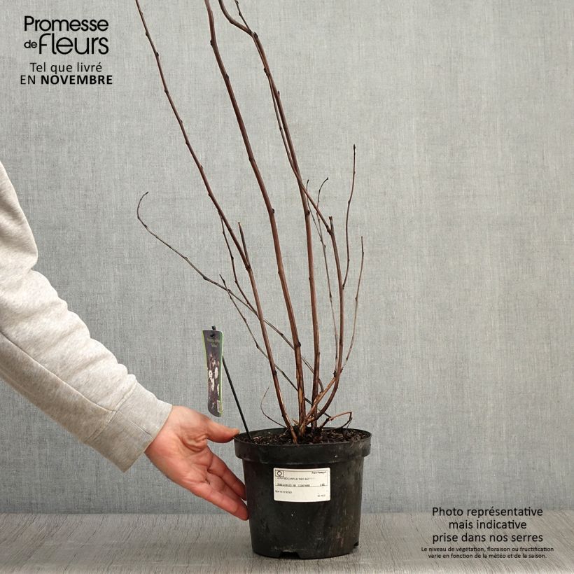 Spécimen de Physocarpus opulifolius Red Baron - Physocarpe à feuille d'obier Pot de 2L/3L tel que livré en automne