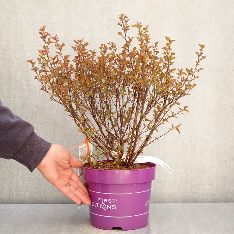 Spécimen de Physocarpus opulifolius Spicy Devil - Physocarpe nain Pot de 3L/4L tel que livré au printemps