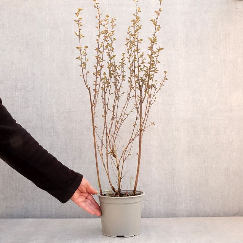 Spécimen de Physocarpus opulifolius Tiny Wine - Physocarpe à feuilles d'obier Pot de 3L/4L tel que livré au printemps