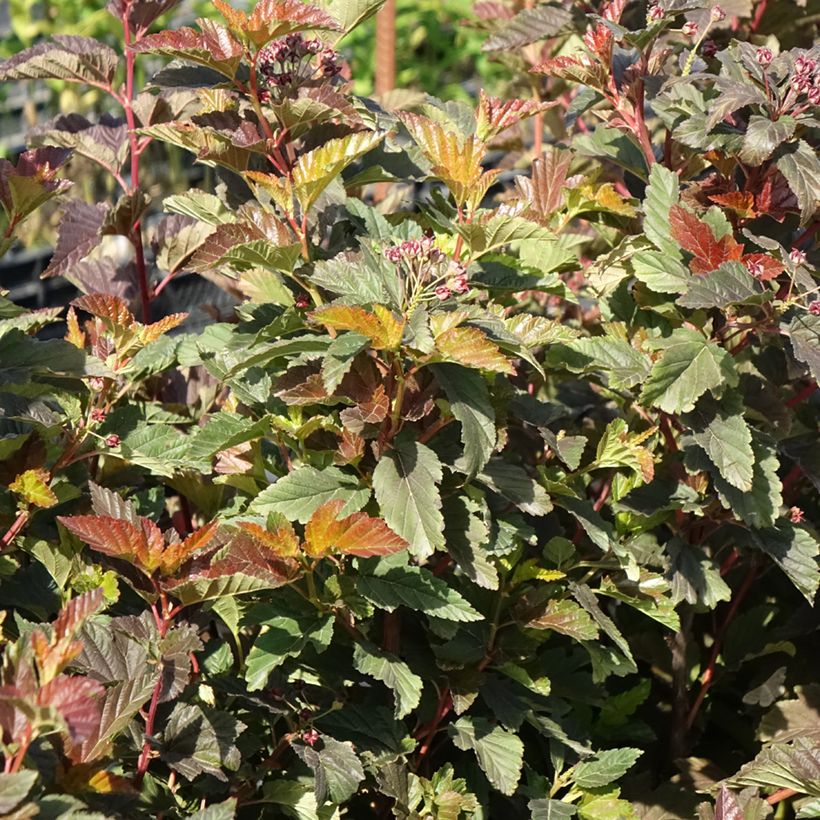 Physocarpus opulifolius Zdechovice - Physocarpe (Port)