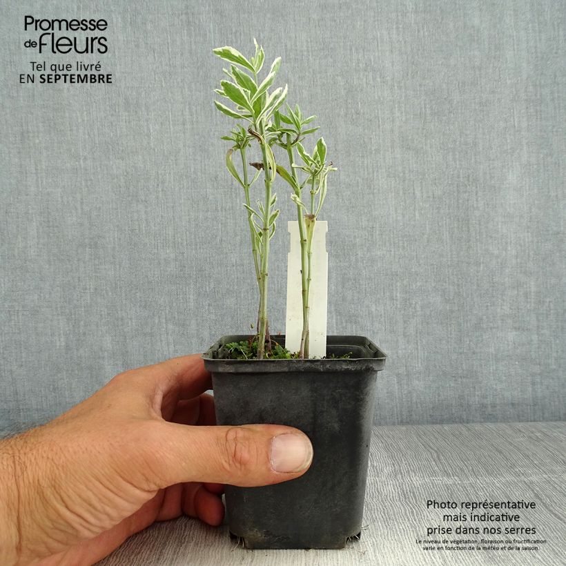 Spécimen de Physostegia virginiana Variegata Godet de 8/9 cm tel que livré en été