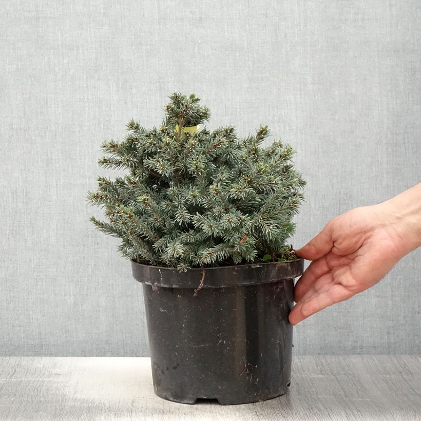 Example of Picea glauca Echiniformis Echt - Epinette blanche                    Pot de 4L/5L as you get in printemps