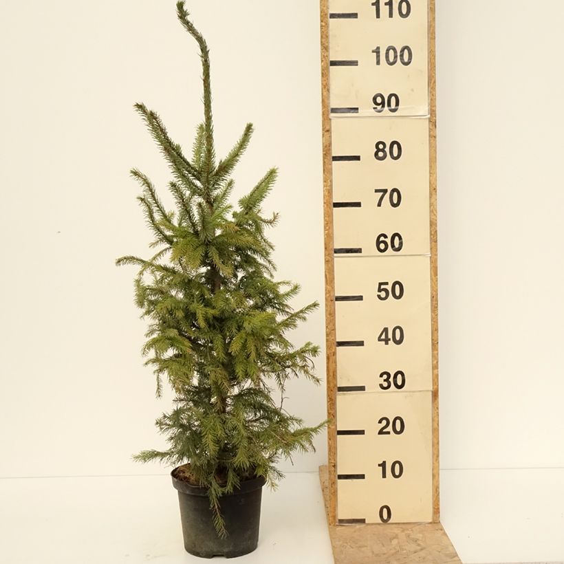 Spécimen de Picea omorika - Épicéa de Serbie Pot de 3L/4L tel que livré au printemps
