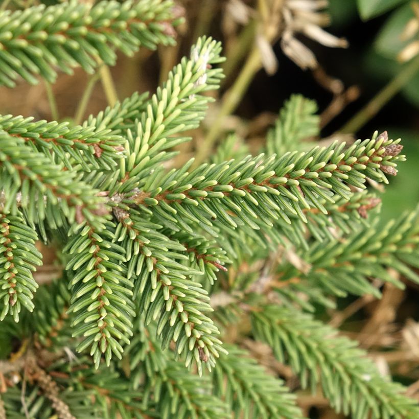 Picea orientalis Summergold - Sapinette d'Orient (Feuillage)