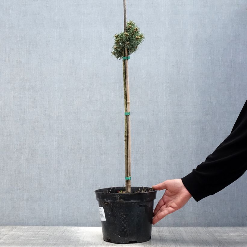 Spécimen de Picea pungens Brynek - Epicea bleu                           Pot de 4L/5L, Tige tel que livré au printemps