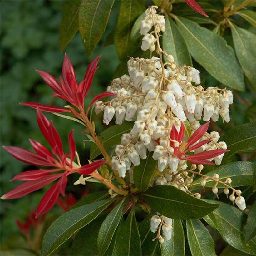 Andromède du Japon - Pieris japonica Forest Flame (Flowering)