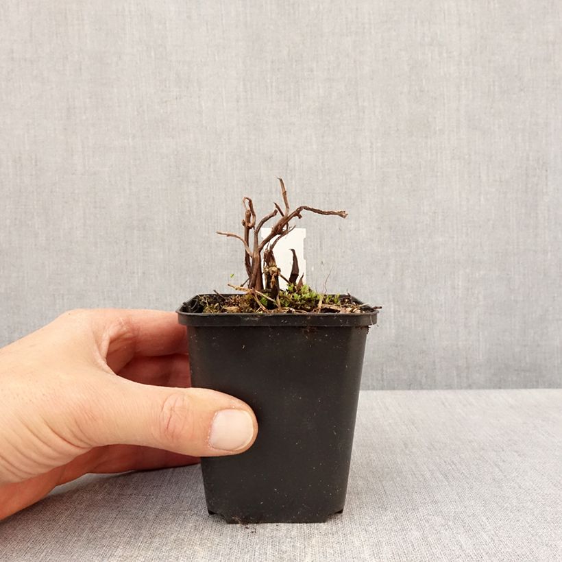 Example of Pilea matsudai Taiwan Silver Godet de 8/9 cm as you get in printemps