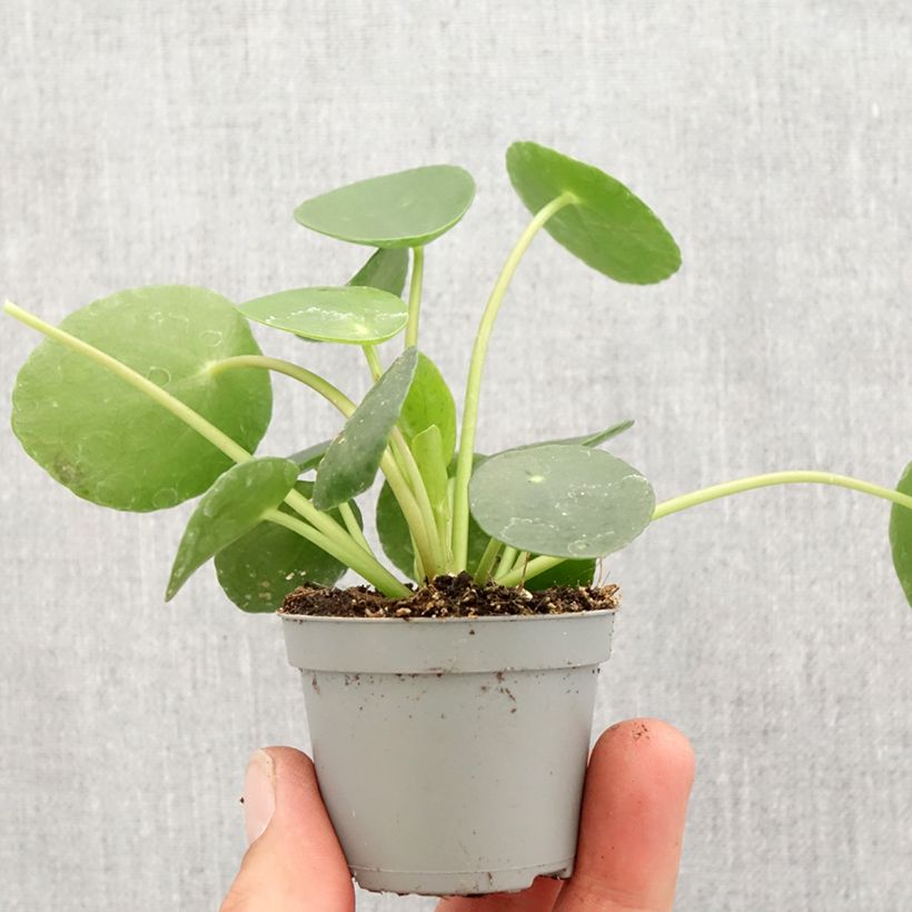 Spécimen de Pilea peperomioides Mini-plante tel que livré au printemps