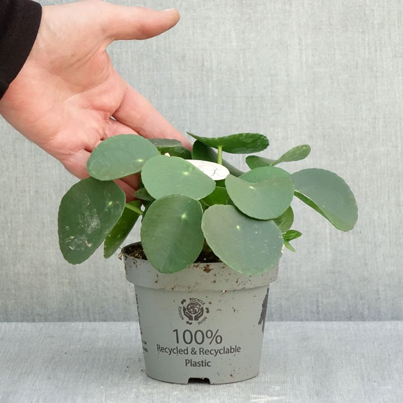 Spécimen de Pilea peperomioides Pot de 12 cm / 13 cm tel que livré en automne