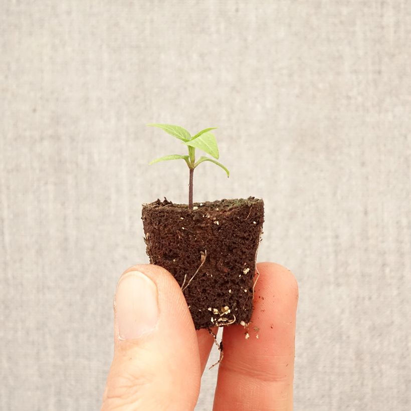Spécimen de Piment Button Red en plant Mini-motte Ø 3/4 cm tel que livré au printemps