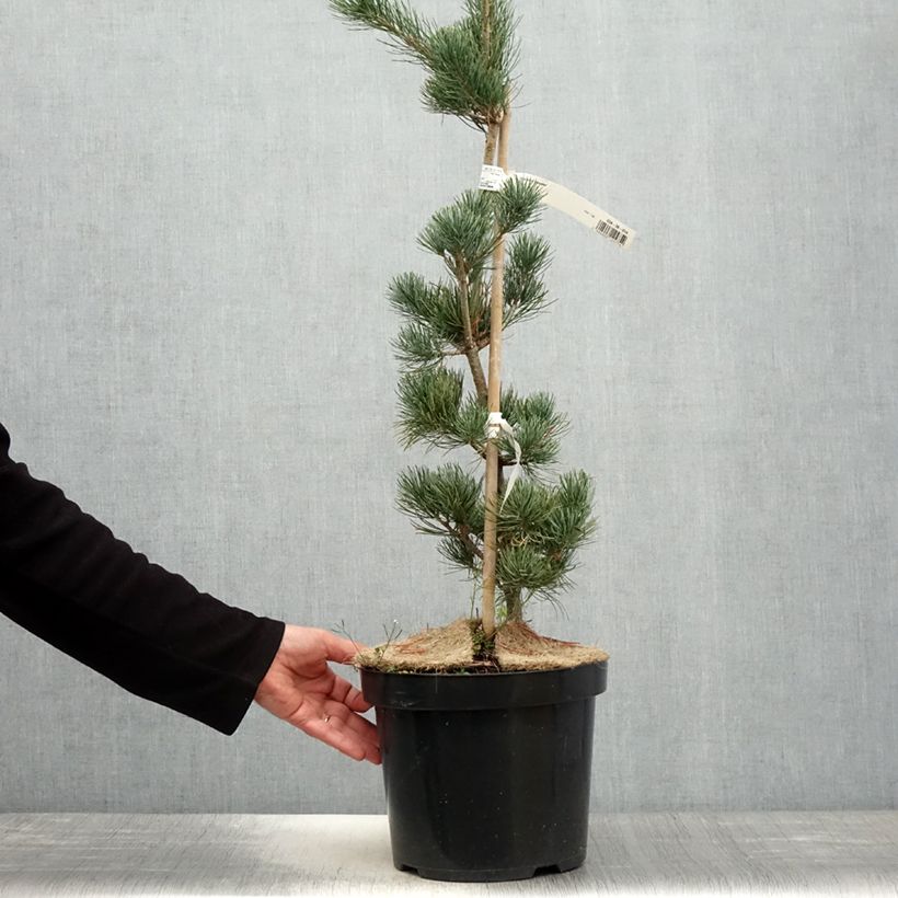 Example of Pin blanc des japonais - Pinus parviflora Tempelhof Pot de 7,5L/10L as you get in printemps