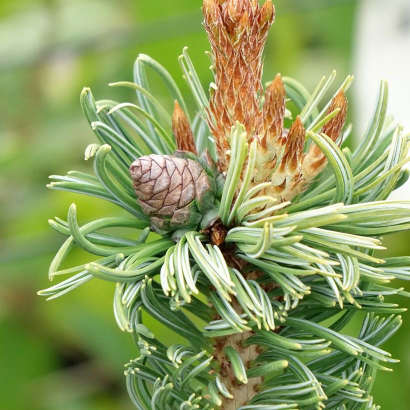 Pin blanc du Japon nain - Pinus parviflora Iribune (Récolte)