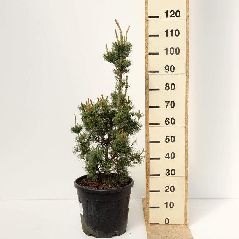 Spécimen de Pin blanc du Japon nain - Pinus parviflora Iribune Pot de 18L/20L tel que livré au printemps