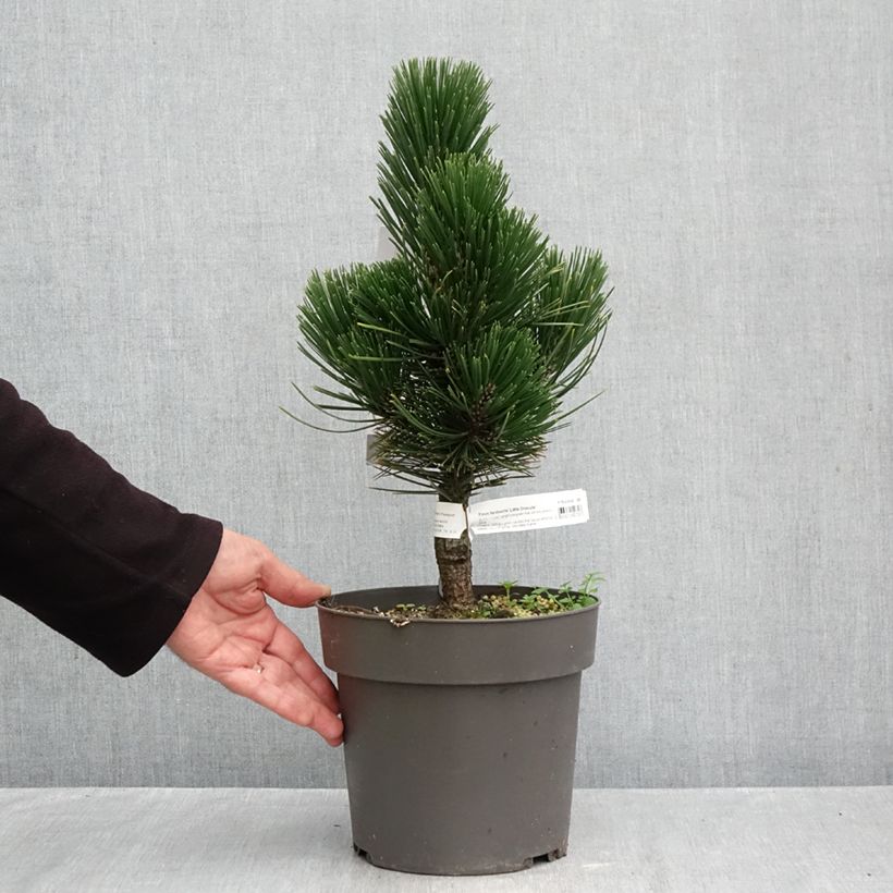 Spécimen de Pin de Bosnie - Pinus heldreichii (leucodermis) Little Dracula Pot de 2L/3L tel que livré en automne