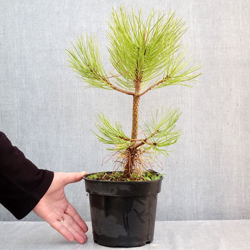 Spécimen de Pin de Jeffrey - Pinus jeffreyi Pot de 3L/4L tel que livré en automne