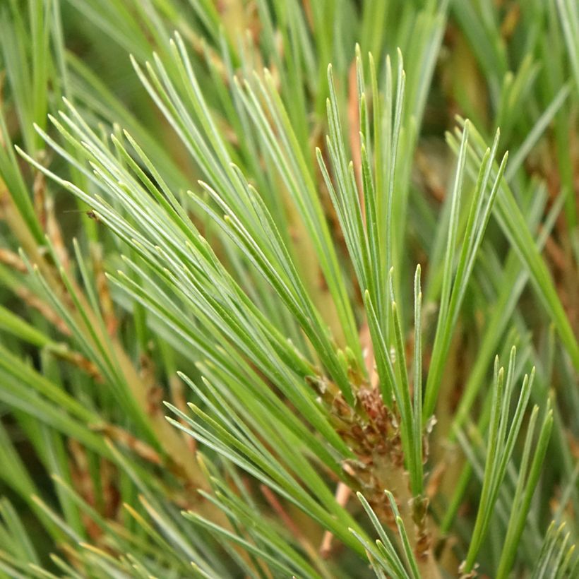 Pin de l'Himalaya - Pinus wallichiana Densa Hill (Foliage)