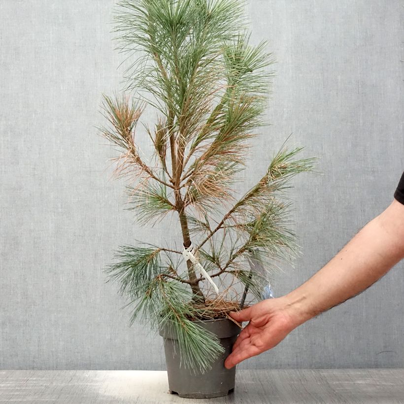 Example of Pin de l'Himalaya - Pinus wallichiana Densa Hill Pot de 3L/4L as you get in printemps
