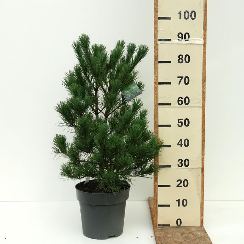 Spécimen de Pin de Macédoine - Pinus peuce                                  Pot de 7,5L/10L tel que livré en été