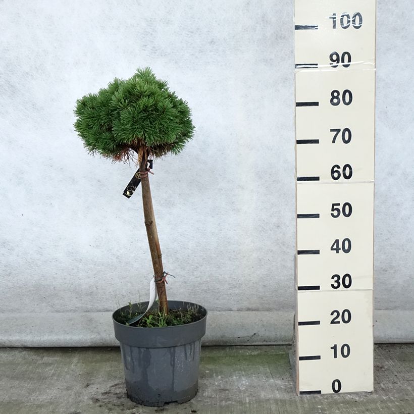 Spécimen de Pin de montagne - Pinus mugo Allgäu Pot de 4L/5L, Tige, Tige de 40 cm tel que livré en été