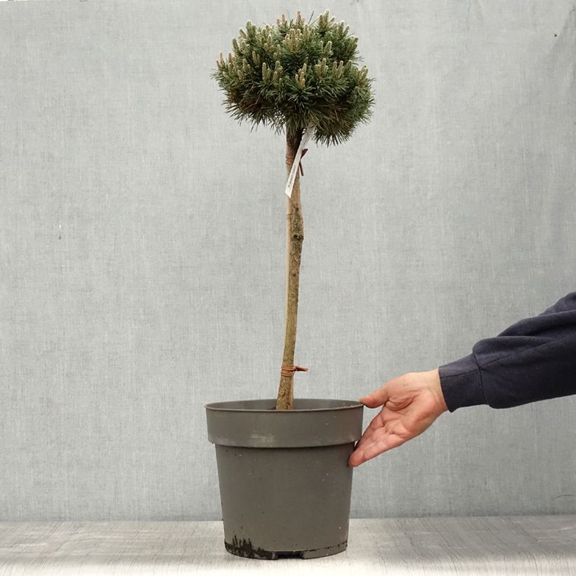 Spécimen de Pin de montagne - Pinus mugo Allgäu Pot de 4L/5L, Tige, Tige de 40 cm tel que livré au printemps