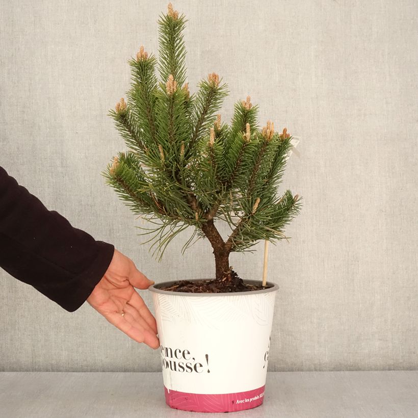 Example of Pin de montagne - Pinus mugo Gnom Pot de 2L/3L as you get in printemps