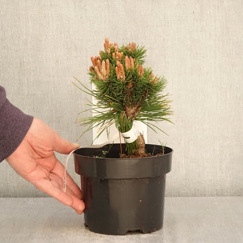 Spécimen de Pin de montagne - Pinus mugo Heideperle Pot de 2L/3L tel que livré au printemps
