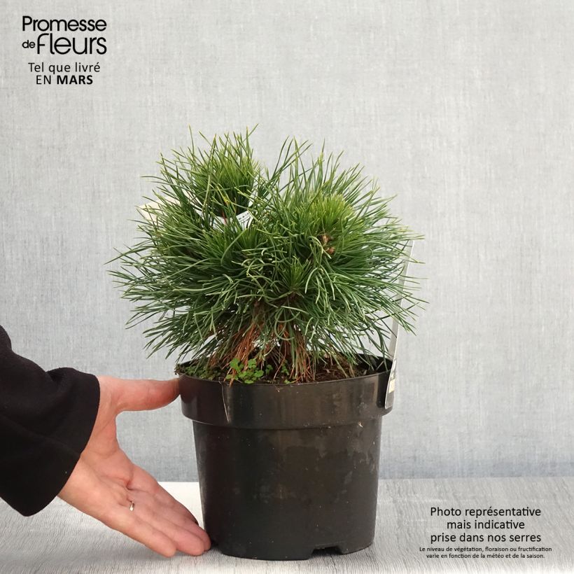 Spécimen de Pin de montagne - Pinus mugo Varella Pot de 2L/3L tel que livré au printemps