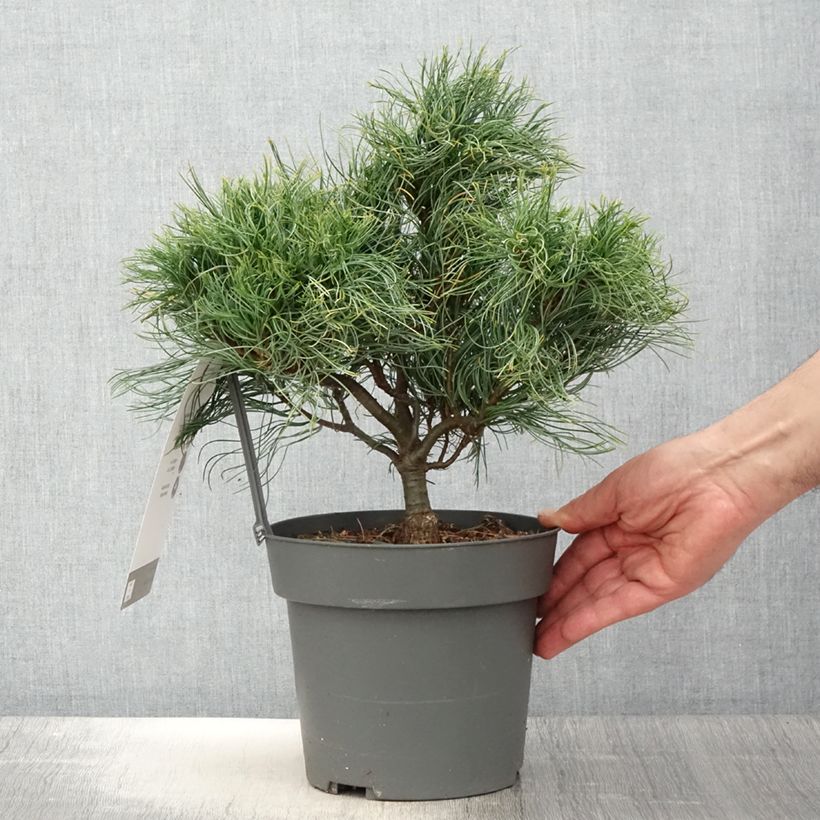 Example of Pin de Weymouth nain - Pinus strobus Green Twist Pot de 2L/3L as you get in printemps
