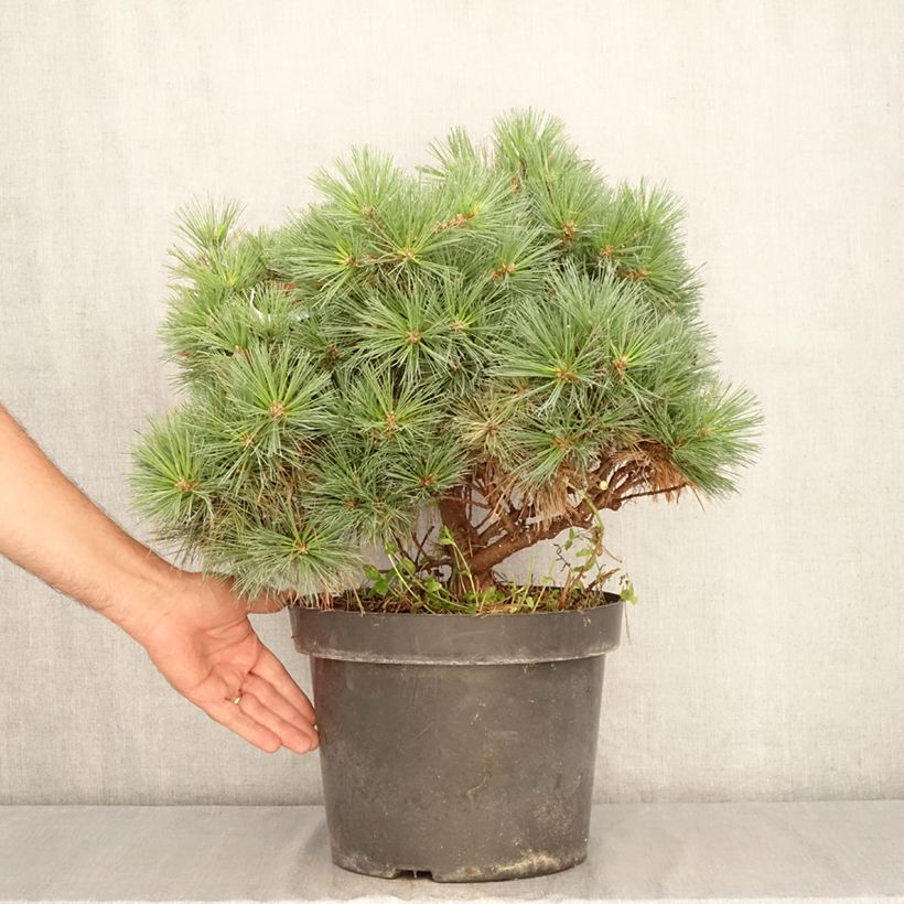 Spécimen de Pin de Weymouth nain - Pinus strobus Minuta Pot de 7,5L/10L tel que livré en été