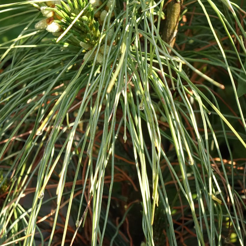 Pin de Weymouth nain - Pinus strobus Niagara Falls (Feuillage)