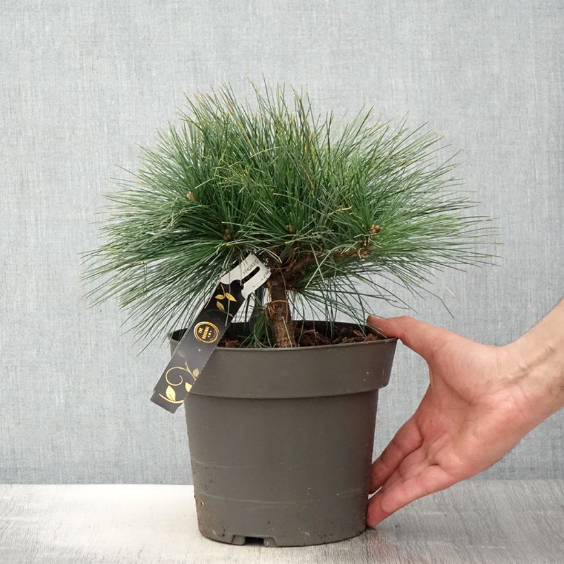 Spécimen de Pin de Weymouth nain - Pinus strobus Niagara Falls Pot de 3L/4L tel que livré au printemps