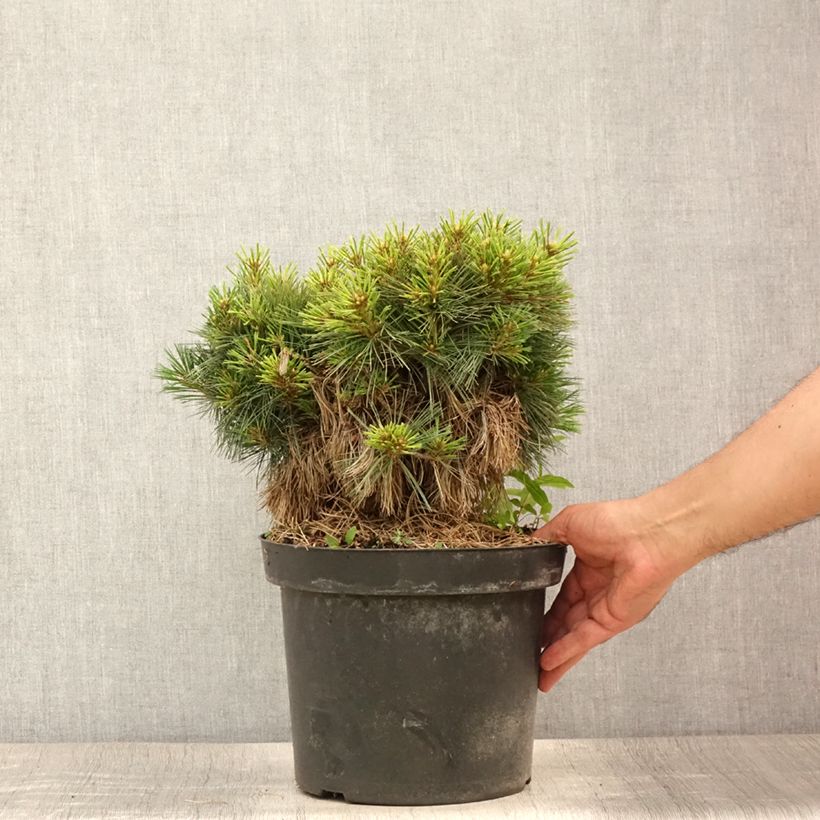 Spécimen de Pin de Weymouth - Pinus strobus Ontario                        Pot de 7,5L/10L, Tige, Tige de 60 cm tel que livré en été
