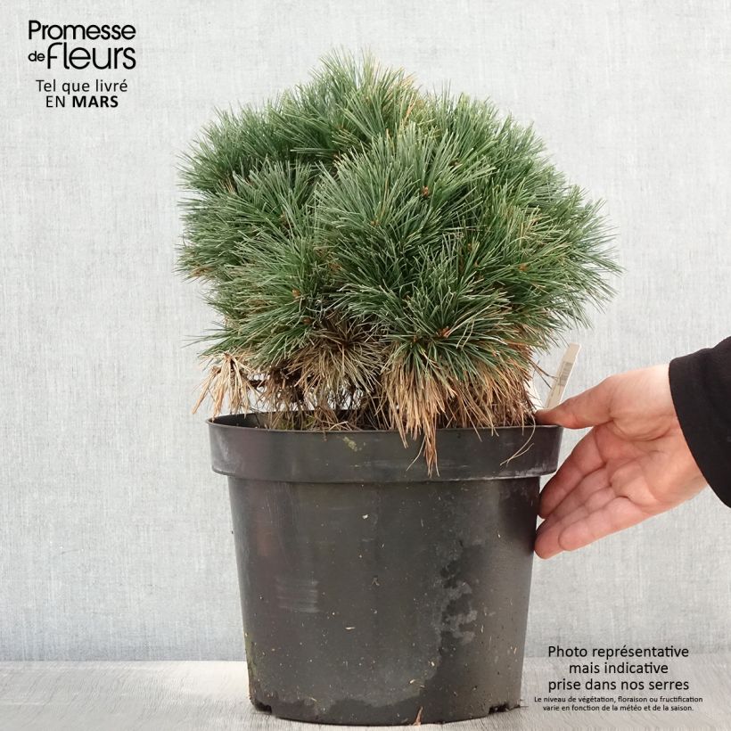 Spécimen de Pin de Weymouth - Pinus strobus Ontario                        Pot de 7,5L/10L, Tige, Tige de 60 cm tel que livré au printemps