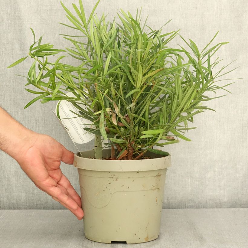 Spécimen de Pin des bouddhistes - Podocarpus macrophyllus Mood Ring Pot de 3L/4L tel que livré en été