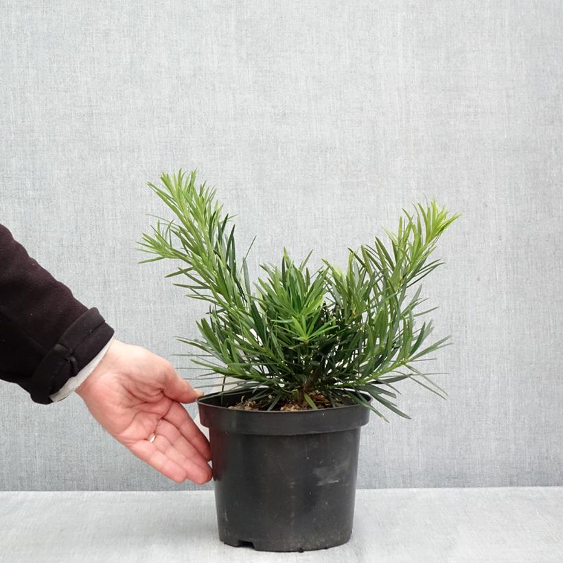 Spécimen de Pin des bouddhistes - Podocarpus macrophyllus Pot de 2L/3L tel que livré en automne