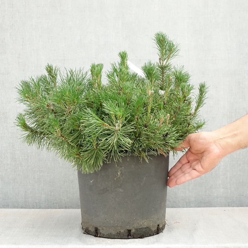 Spécimen de Pin des montagnes - Pinus mugo mughus Pot de 7,5L/10L tel que livré au printemps