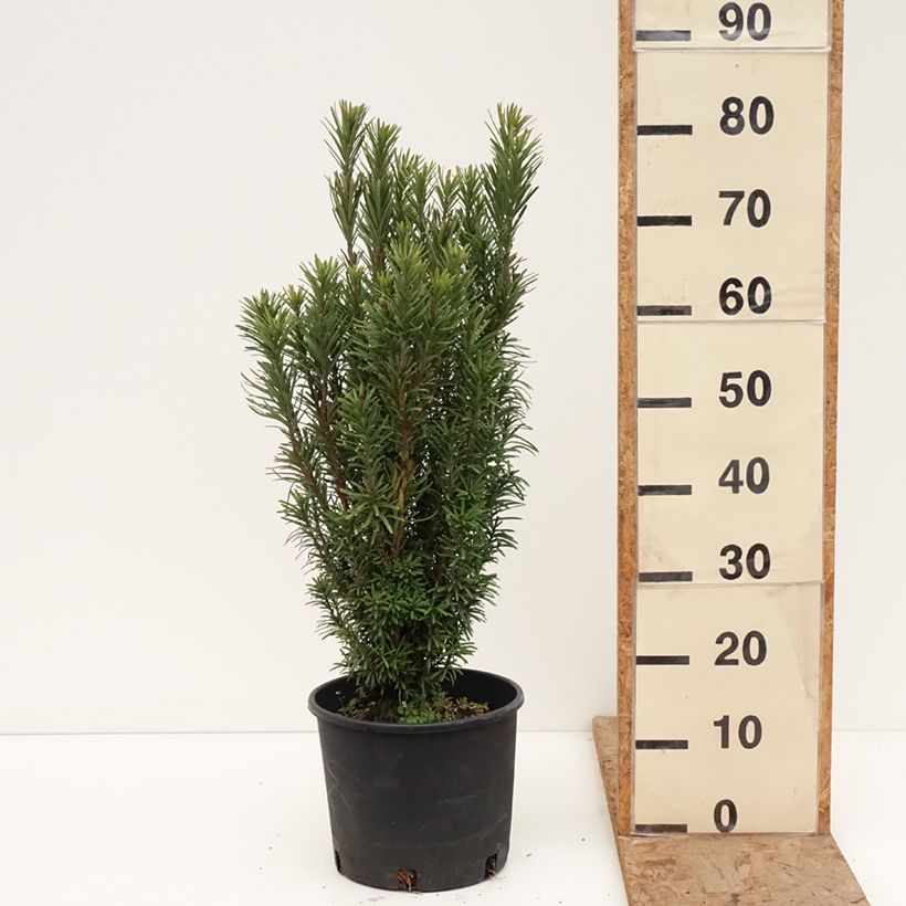 Spécimen de Pin japonais à queue de vache - Cephalotaxus harringtonia Fastigiata Pot de 7,5L/10L tel que livré en hiver
