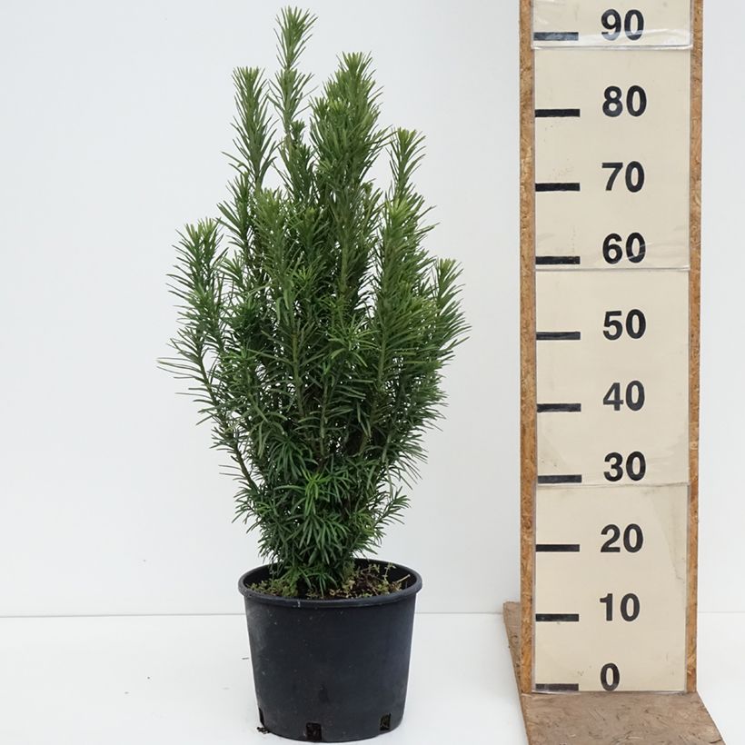 Spécimen de Pin japonais à queue de vache - Cephalotaxus harringtonia Fastigiata Pot de 7,5L/10L tel que livré au printemps
