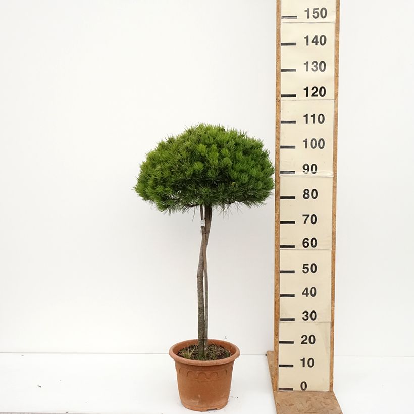 Spécimen de Pin noir - Pinus nigra Marie Brégeon Pot de 7,5L/10L, Demi-Tige, Demi-tige/ Tige de 70/80 cm tel que livré en automne