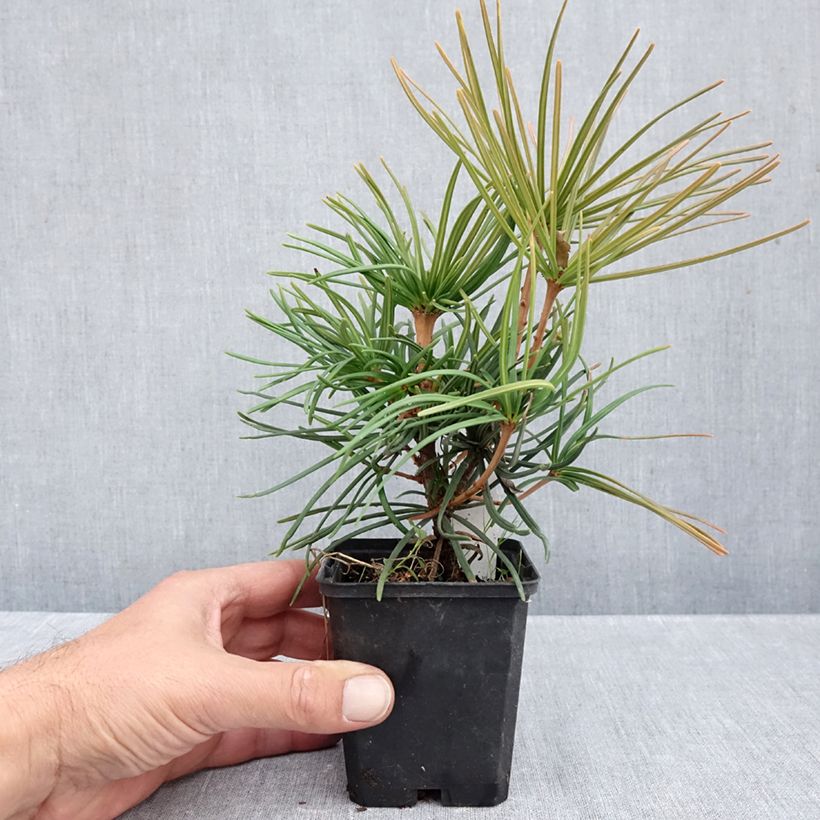 Spécimen de Pin parasol du japon - Sciadopitys verticillata Godet de 8/9 cm tel que livré en automne