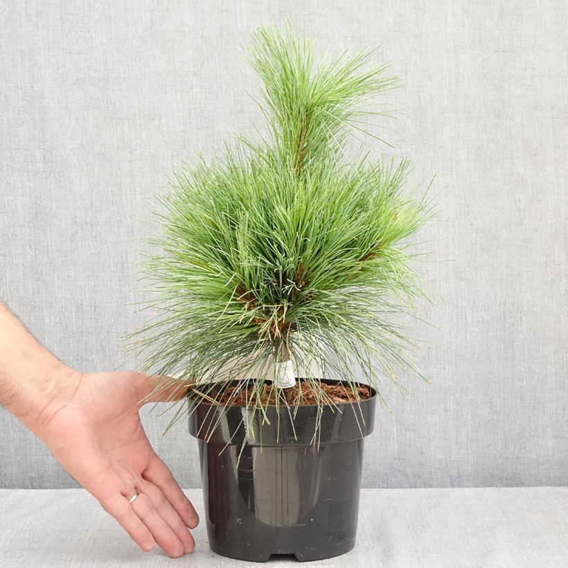 Spécimen de Pin - Pinus schwerinii Wiethorst Pot de 2L/3L tel que livré en été