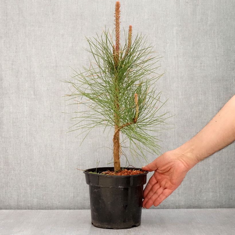Spécimen de Pin ponderosa - Pinus ponderosa Pot de 3L/4L tel que livré au printemps