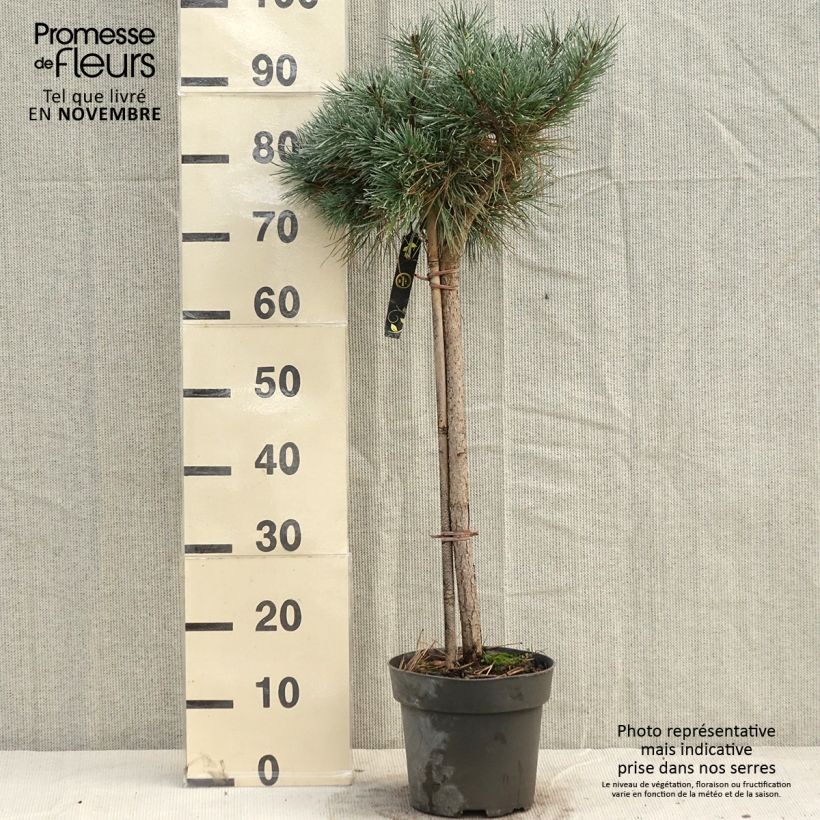 Spécimen de Pin sylvestre nain - Pinus sylvestris Chantry Blue Pièce, Buisson tel que livré en automne