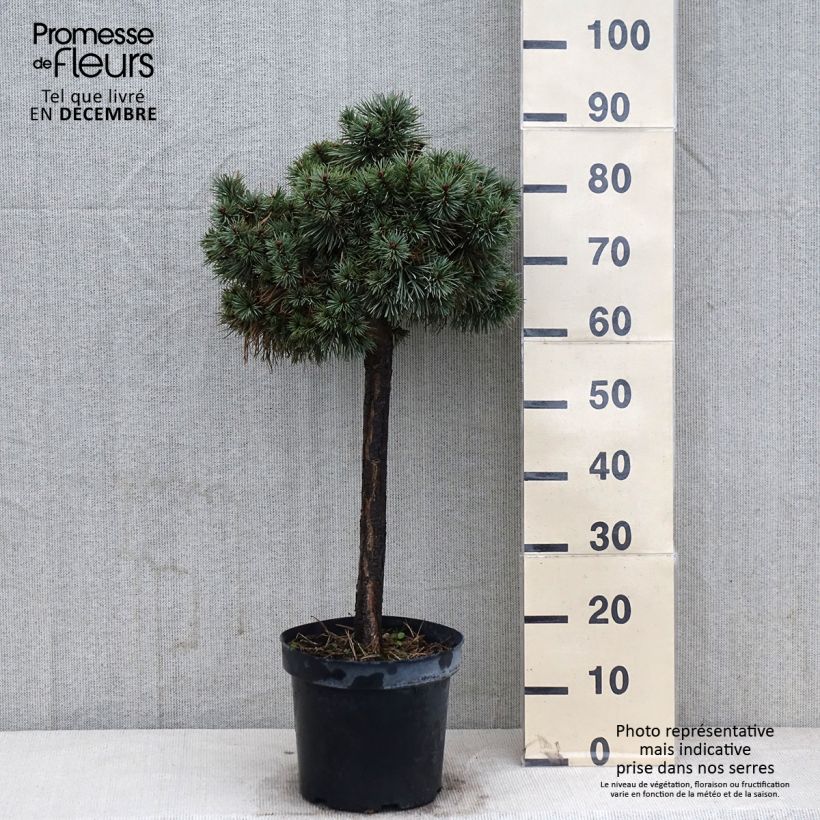 Spécimen de Pin sylvestre nain - Pinus sylvestris Doone Valley Pot de 7,5L/10L, Demi-Tige, Sur tige de 80 cm tel que livré en automne
