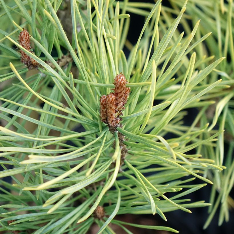 Pin sylvestre nain - Pinus sylvestris Wintergold (Feuillage)