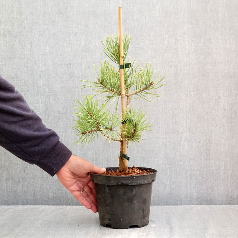 Spécimen de Pin sylvestre nain - Pinus sylvestris Wintergold Pot de 3L/4L tel que livré en automne