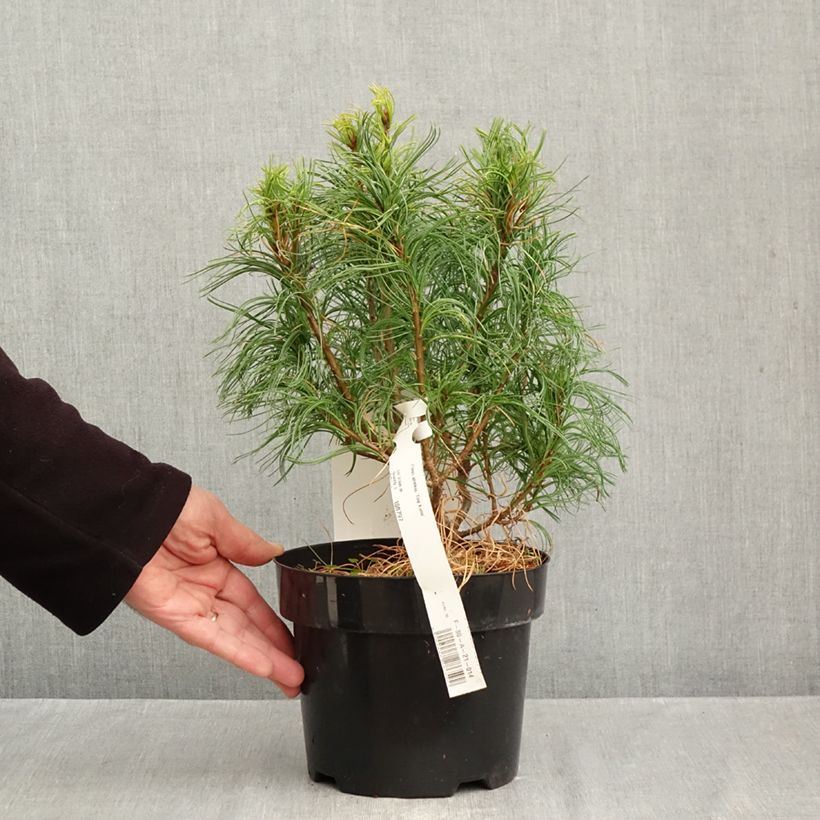 Spécimen de Pin Weymouth - Pinus strobus Tiny Kurls Pot de 2L/3L tel que livré en automne