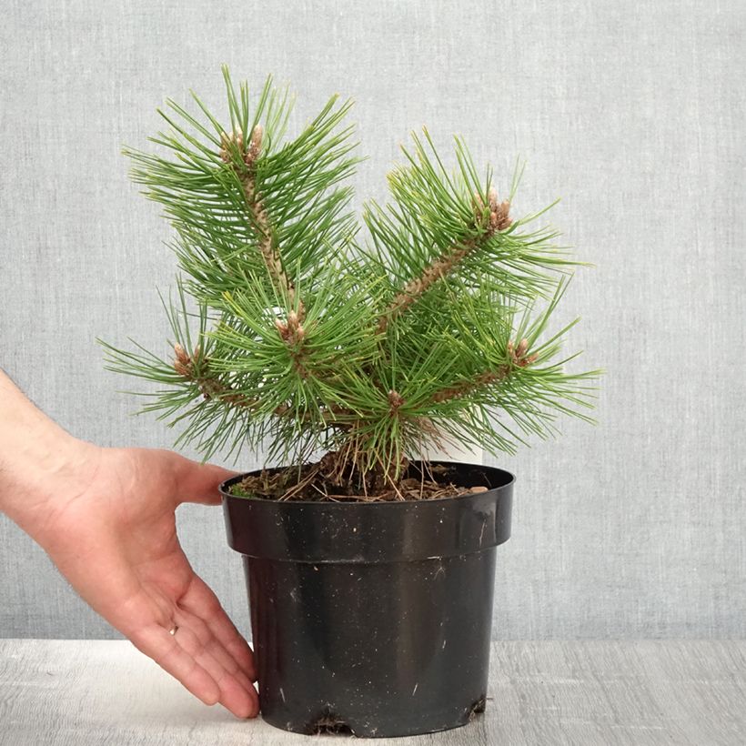 Example of Pinus densiflora Jane Kluis - Pin rouge du Japon Pot de 2L/3L as you get in printemps